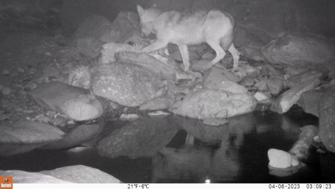 Coppia di lupi immortalata dalle fototrappole in Val Seriana: c’è anche quello a tre zampe