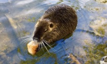 All'Oasi di Alzano c'è un'ospite in più: è la nutria Mariarosa (tranquilli, non fa niente)