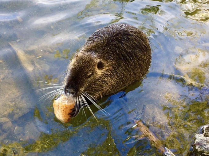 All’Oasi di Alzano c’è un’ospite in più: è la nutria Mariarosa (tranquilli, non fa niente)