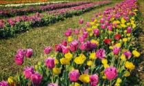 I diecimila fiori di Tulipania distrutti dalla grandinata (ma ne sono già sbocciati altri)