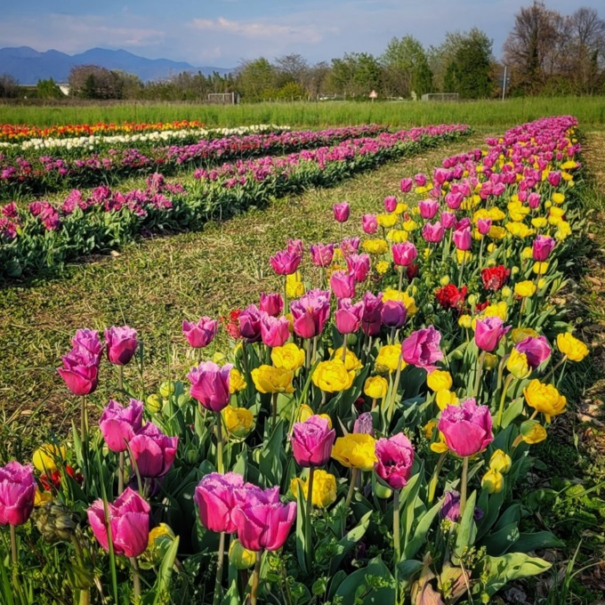 I diecimila fiori di Tulipania distrutti dalla grandinata (ma ne sono già sbocciati altri)