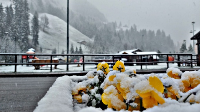 Nevicate oltre i mille metri: ecco le foto tra primule nascoste e parchi imbiancati