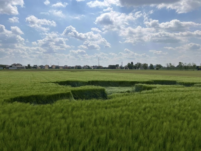 Cerchi nel grano a Dalmine (c’è chi ipotizza addirittura il passaggio di un Ufo)