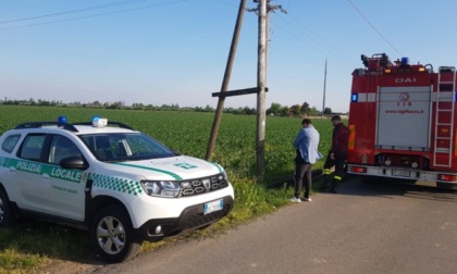 Pecora trascinata per 7 chilometri dalla corrente con il suo agnellino: salvata dai pompieri