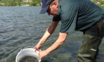 Lago di Endine, volontari al lavoro per immettere migliaia di lucci, anguille e tinche