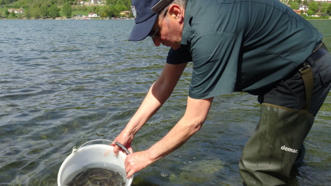 Lago di Endine, volontari al lavoro per immettere migliaia di lucci, anguille e tinche