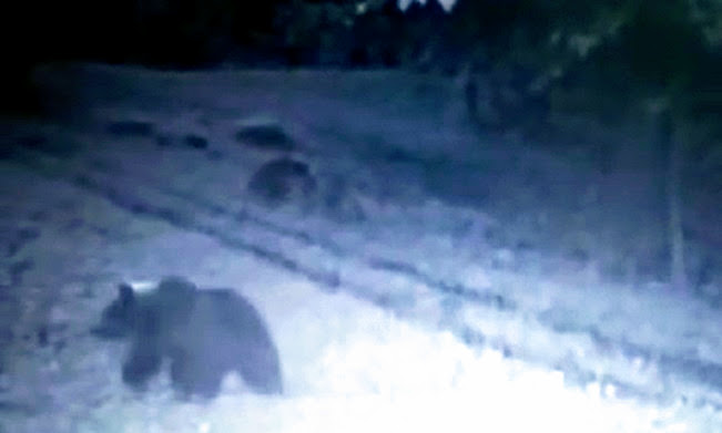 Orso filmato dalle fototrappole nei boschi tra Sovere e Solto Collina