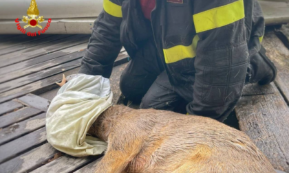 Capriolo rischia di annegare nel lago: salvato dai vigili del fuoco nel Lecchese