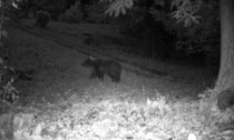 Avvistamento dell'orso a Sovere, la Provincia conferma. Perché era qui e come comportarsi