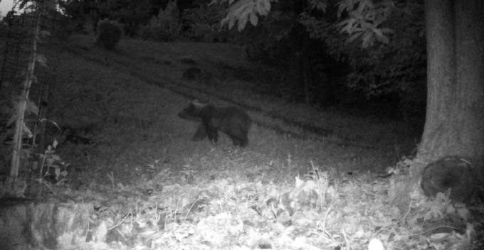 Orso in Val Cavallina: tanti avvistamenti a Esmate, e oggi sul sentiero Pianico-Cerrete