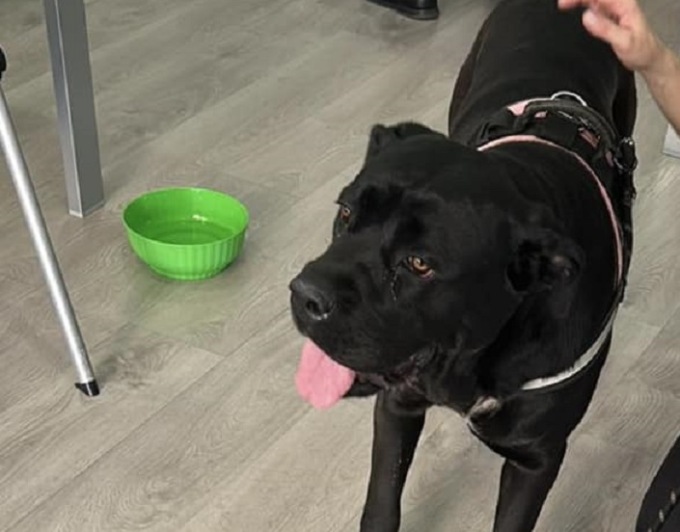 Cane legato con lo scotch (e con l’anello di fidanzamento al collo) per vendicarsi della ex