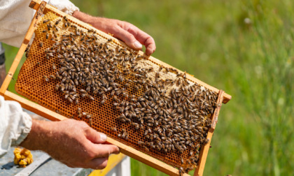 Profonda crisi per gli apicoltori, produzione giù del 70 per cento: «Sostegni necessari»