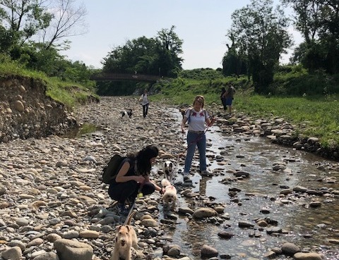 BG DOG HOME il Circolo dei cani felici: mai provata l’attivazione mentale?