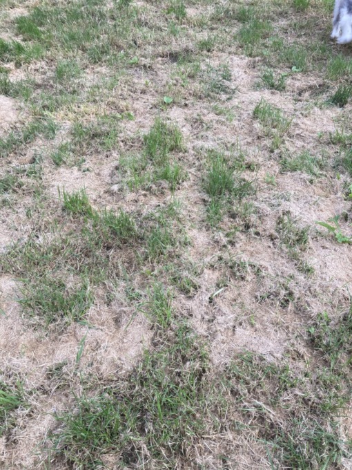 Non solo erba alta: nel quartiere Magrini anche rifiuti e degrado. L’interpellanza di Ribolla