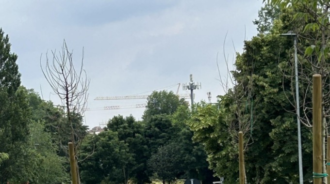 La segnalazione del consigliere Nosari: «Nuove piante malate o morte nel quartiere di Loreto»