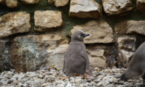 Sandy e Mambo: ecco i due nuovi pulcini di pinguino di Humboldt nati al Parco delle Cornelle