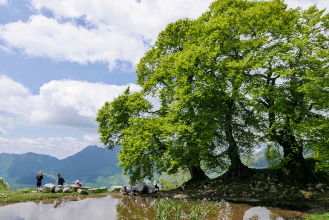 I tre faggi di Fuipiano e l’abete del Caucaso a Vilminore inseriti tra gli alberi monumentali bergamaschi
