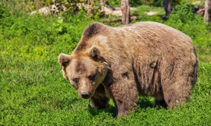 Famiglia avvista l'orso della Valtellina ad Albosaggia: il Comune conferma