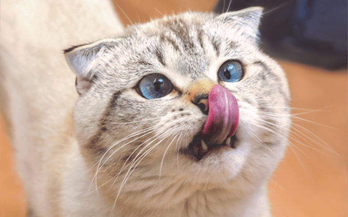 Come scegliere il miglior cibo per il proprio gatto?