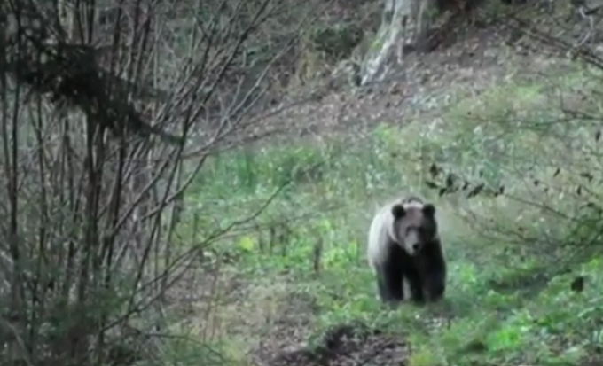 Il video dell’orso avvistato nella Valle del Livrio, a pochi chilometri dalla Val Brembana