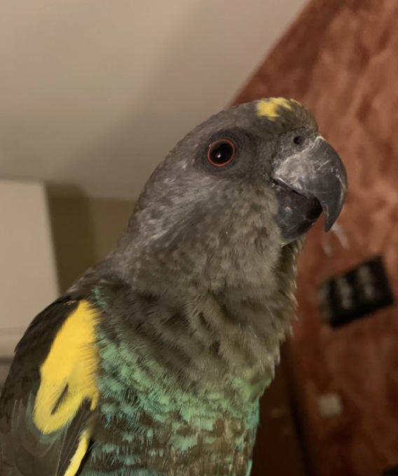 È scappato di casa il pappagallo Joey e la sua padrona chiede aiuto per ritrovarlo