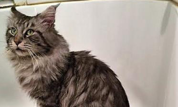 Ritrovato il gatto Samp, che era sparito in zona Longuelo