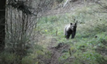 Il video dell'orso in Valtellina è falso (ma l'animale da quelle parti c'è)