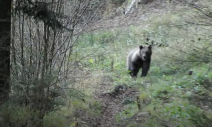 Il video dell’orso in Valtellina è falso (ma l’animale da quelle parti c’è)
