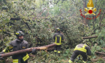 Strage di alberi e infiltrazioni: foto e video dei danni del maltempo in Bergamasca