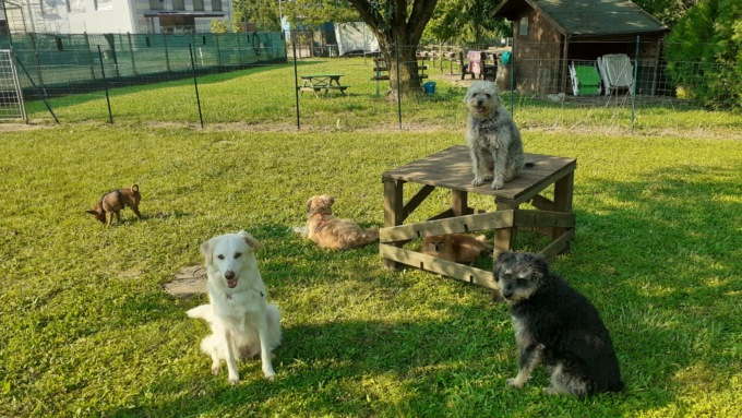 BauHouse in provincia di Bergamo: l’asilo per cani con servizio taxi e toelettatura