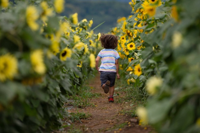 La raccolta dei girasoli al campo di Tulipania: tante varietà, ci sono anche quelli rossi e neri