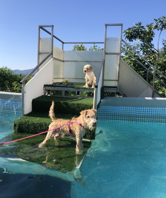Quest'estate in piscina con il vostro cane, con BG DOG HOME asd, il circolo dei cani!