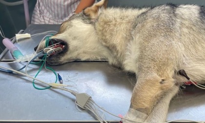 Avvelenati due cani a Gorno, lo sfogo di Lara Magoni: «Che schifo, che vergogna»