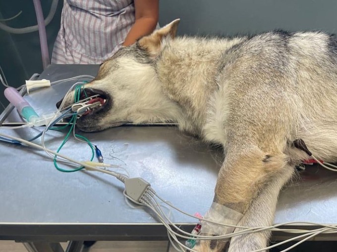 Avvelenati due cani a Gorno, lo sfogo di Lara Magoni: «Che schifo, che vergogna»