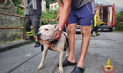 Finisce nel torrente col cane in Val San Martino: salvati dai vigili del fuoco