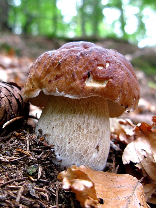 Inizia la raccolta di funghi: ticket, costi e dove è obbligatorio