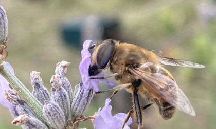 Aperto tutto agosto l'Orto Botanico di Bergamo: orari ed eventi in calendario