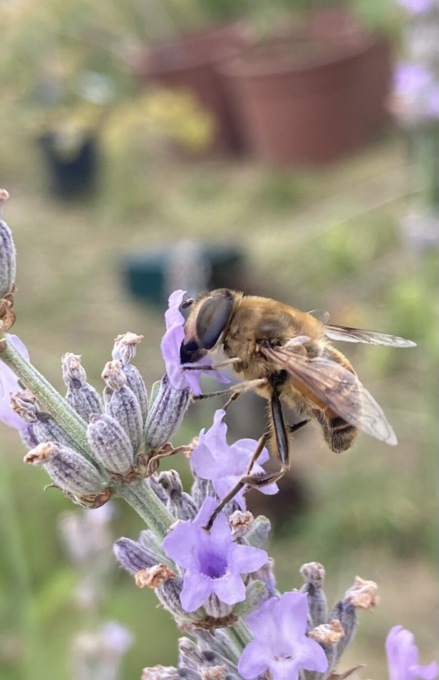 Aperto tutto agosto l’Orto Botanico di Bergamo: orari ed eventi in calendario