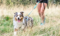 Torna in Valle Brembana l'Orobie Dog Trophy: si corre in montagna, ma con il proprio cane