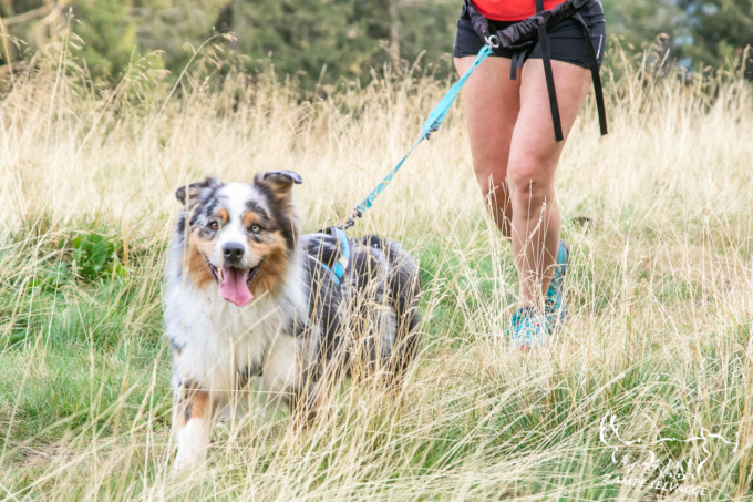 Torna in Valle Brembana l’Orobie Dog Trophy: si corre in montagna, ma con il proprio cane