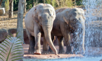 Il 12 agosto “Elephant Day” al Parco Le Cornelle