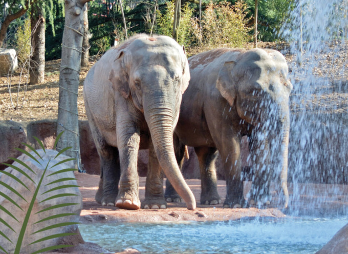 Il 12 agosto “Elephant Day” al Parco Le Cornelle