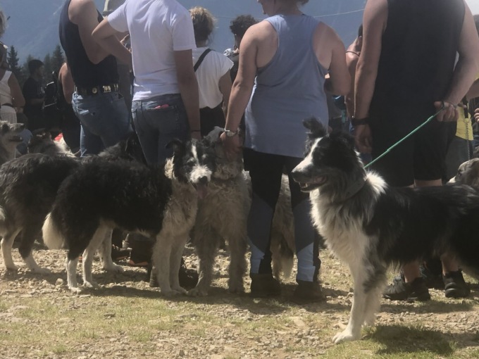 Lampo è il cane pastore più… veloce! Ha vinto la gara ai Piani dell’Avaro di Cusio