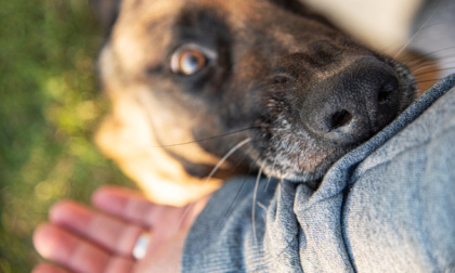 Cane azzannato a Monterosso, una residente: «Giovani usano come armi cani aggressivi»