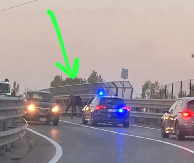 Cavallo libero su strada trafficata a Pozzo d’Adda: scortato dalle forze dell’ordine