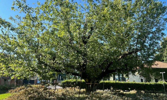 Treviglio, il Comune interviene per salvare l’Albero dei Malati al Centro civico