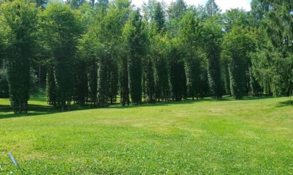 Oggi sembra un bosco, ma la Cattedrale Vegetale di Oltre il Colle sta per rinascere