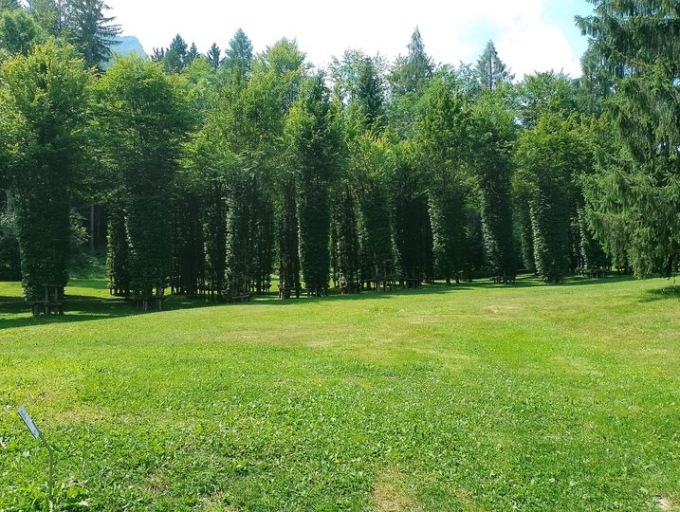 Oggi sembra un bosco, ma la Cattedrale Vegetale di Oltre il Colle sta per rinascere