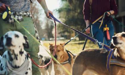 Diventare pet-sitter professionisti: a Ponte San Pietro arriva il corso formativo