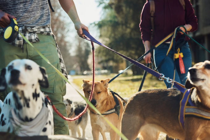 Diventare pet-sitter professionisti: a Ponte San Pietro arriva il corso formativo